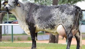 Organiza��o da ExpoPatos divulga regulamento do Torneio leiteiro que ocorrer� nos pr�ximos dias