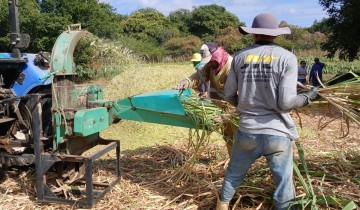 Prefeitura de Patos fortalece produ��o de silagem para garantir alimenta��o dos rebanhos