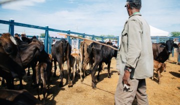 Feira do Gado funcionar� normalmente no feriado de 7 de Setembro