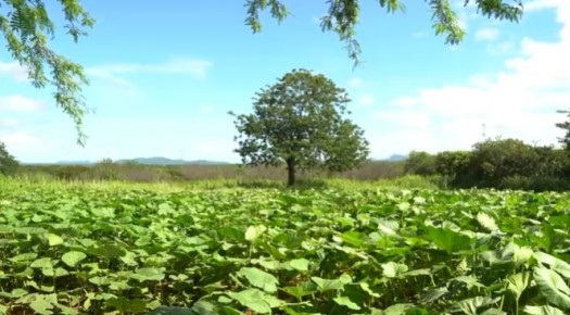 Visita t�cnica refor�a apoio � agricultura familiar na zona rural de Patos