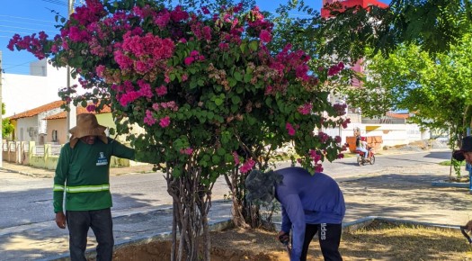 SEMADS realiza plantio de esp�cies nativas e frut�feras e refor�a a��es de arboriza��o urbana em Patos