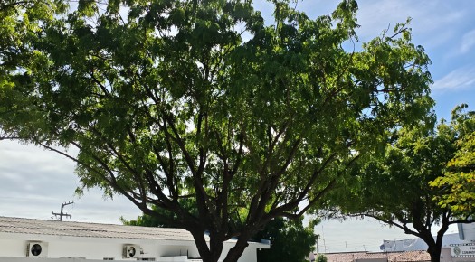SEMADS amplia a��es de arboriza��o e conscientiza��o ambiental durante a Semana do Meio Ambiente em Patos
