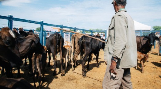 Feira do Gado funcionar� normalmente no feriado de 7 de Setembro
